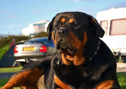 rottweiler, kutya, család