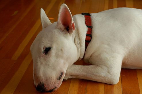 bull-terrier