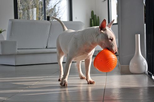 ehes-bull-terrier