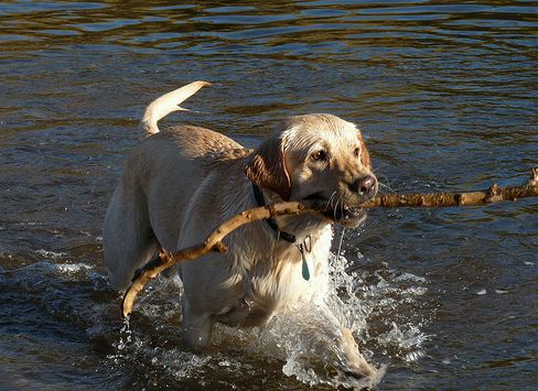 Labrador retriever