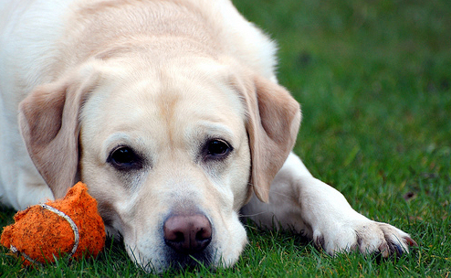 drap-labrador-retriever