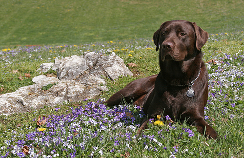 labrador, labrador retriever, leírás, testsúly, ápolás, mozgásigény, élettartam, fajta