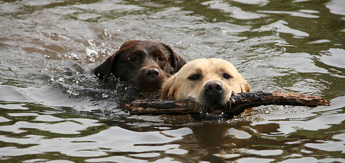 Úszó labradorok