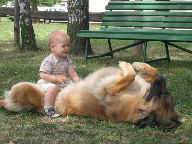 leonbergi, leonberger