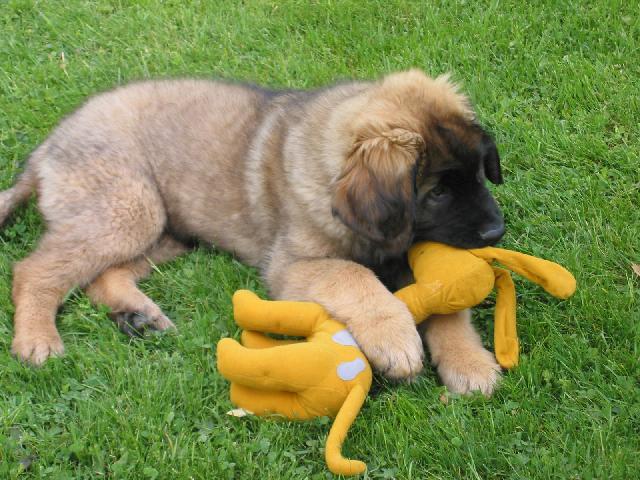 leonbergi, leonberger