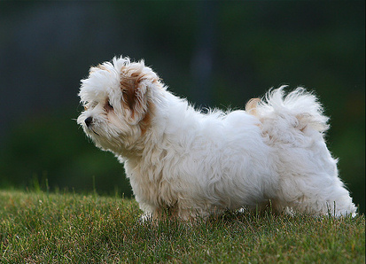 Coton de tulear, társasági kutya