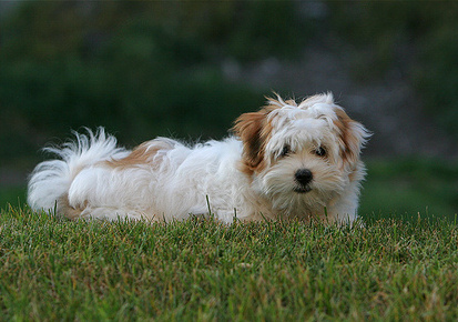 Coton de tulear