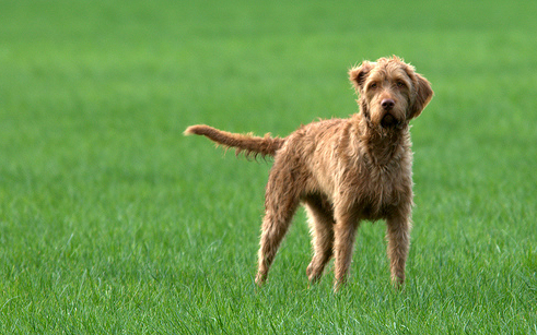 drotszoru-magyar-vizsla