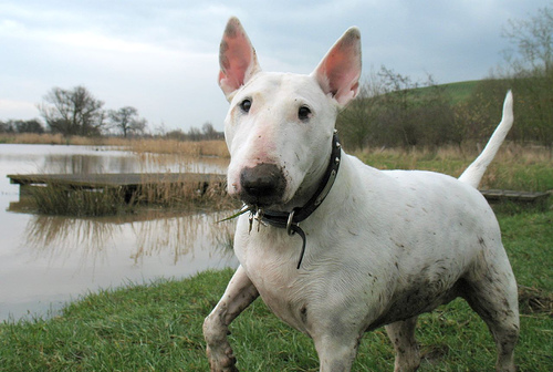 bull terrier