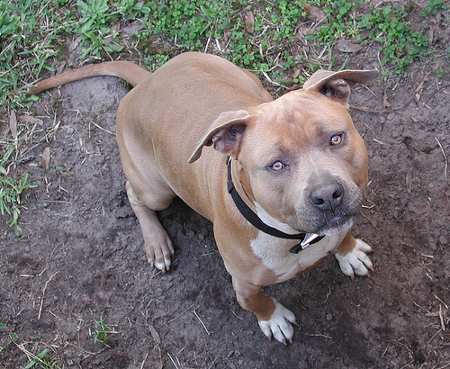 pit bull terrier