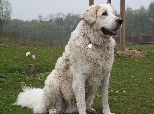 kuvasz