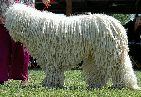 komondor