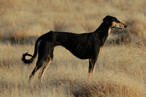 perzsa agár, saluki