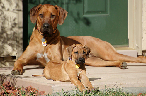 rhodesian-ridgeback