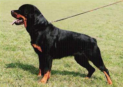 Rottweiler: kitartó, bátor és intelligens