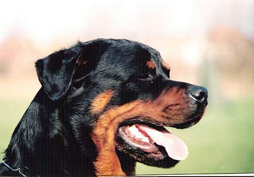 rottweiler-versenyen