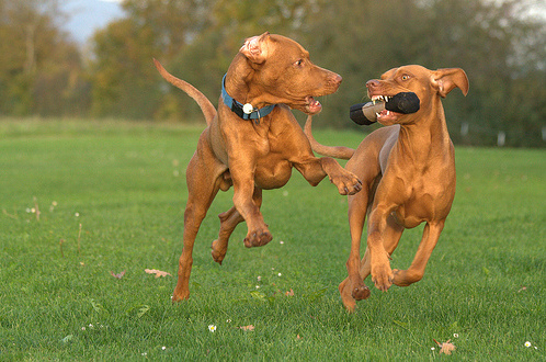 rövidszőrű magyar vizsla, vadászkutya