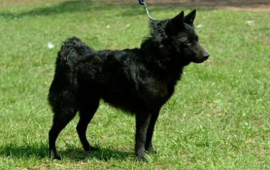 Schipperke: fekete ördög vagy törpe munkakutya?