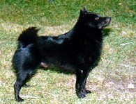 Schipperke: fekete ördög vagy törpe munkakutya?