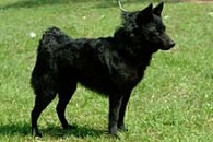 Schipperke: fekete ördög vagy törpe munkakutya?