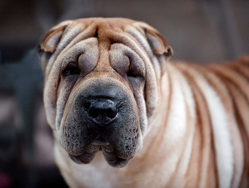 Shar-pei-kutya