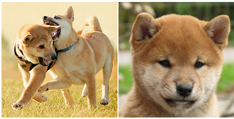 Shiba-inu-kolyok