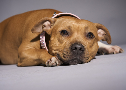 szuka-staffordshire-terrier