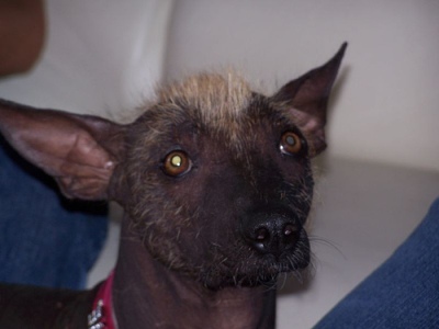 xoloitzcuintle