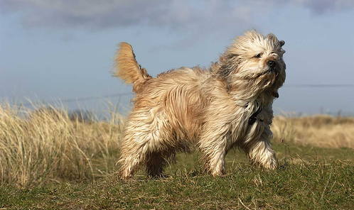 tibeti-terrier-kutya