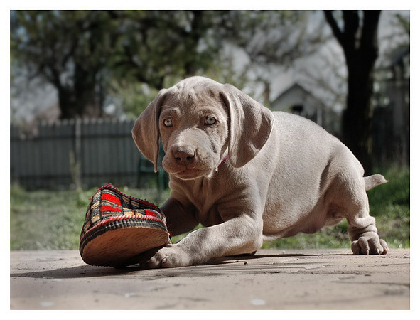 weimaraner