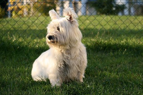 west highland white terrier, westie, kutya