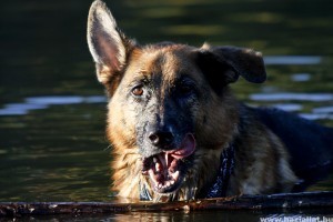 Kutya a tóban - nyári kutyaúsztatás