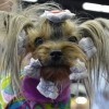 Húszezer eb a salzburgi kutya-világkiállításon