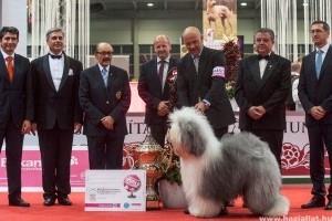 Magyar bobtail lett a világ legszebb kutyája