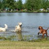 Kelet-Magyarország első kutyabarát fürdője nyílik májustól Tiszafüreden