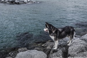 5 biztonsági tipp, ha a kutyusod strandra akarod vinni
