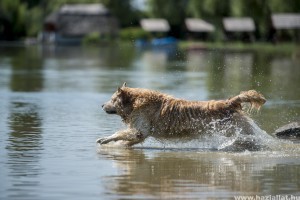 Pécs mellett, Hirden is strandolhatnak a kutyák