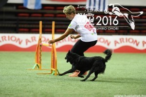 Ingyen agility edzés magyar kutyafajtáknak