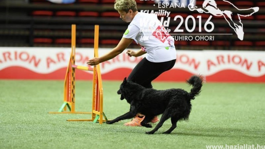 Ingyen agility edzés magyar kutyafajtáknak