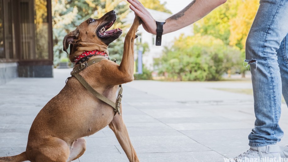 A biztonságos kutyasétáltatás 5 kelléke