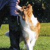 Táncos lábú kutyák: tanítsd meg őket tolatni is! Hírek a kutya-tánciskolából