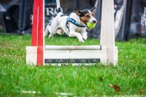 Mi a flyball?