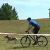 4 láb és 2 kerék: kutyával és biciklivel