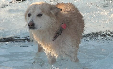 Kutya a tóban - nyári kutyaúsztatás