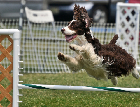 kutyás, sport, agility