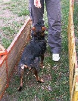 Táncos lábú kutyák: tanítsd meg őket tolatni is! Hírek a kutya-tánciskolából