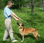 Táncos lábú kutyák: tanítsd meg őket tolatni is! Hírek a kutya-tánciskolából