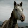 Mire képesek a lovak érzékszervei?