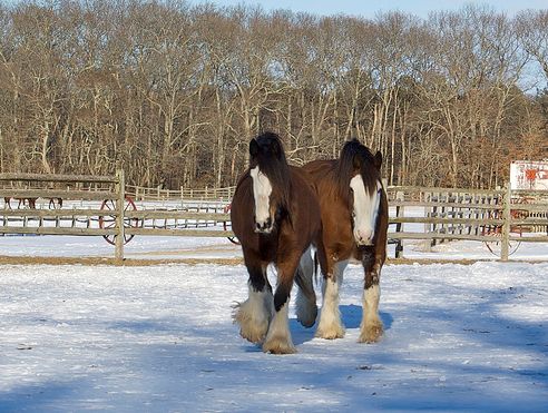 ló, lovas, hóban