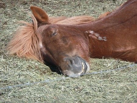 sarki lovak egészségügyi ellenőrzése pulzusmérő